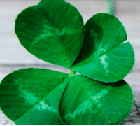 Cloverleaf Cloverleaf